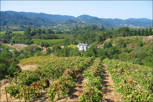 MoniClaire Vineyards