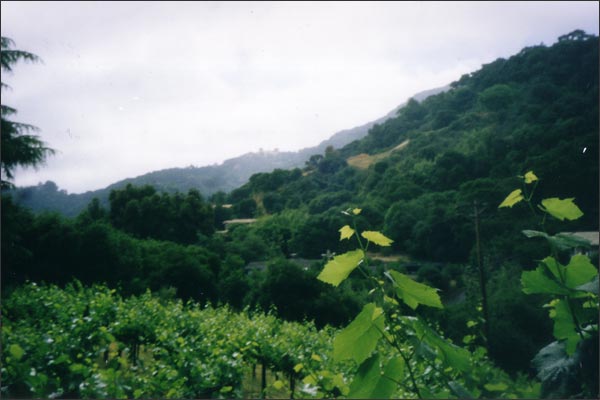 MoniClaire Vineyards